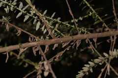 Ozothamnus rufescens