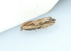 Eucosma cana