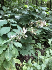 Cicerbita prenanthoides