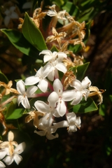 Pimelea gnidia