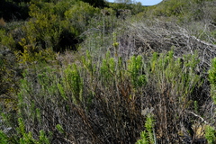 Helichrysum hamulosum