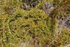 Gleichenia alpina