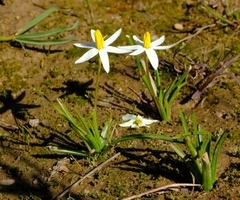 Pauridia serrata albiflora