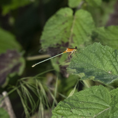 Ischnura senegalensis