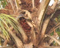 Chloropicus goertae