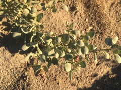 Atriplex vestita