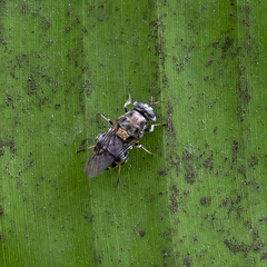 Adoxomyia heminopla