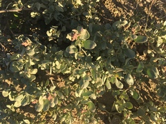 Atriplex vestita