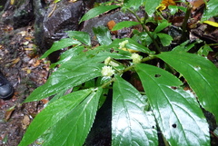 Elatostema reticulatum