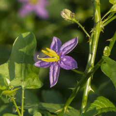 Solanum trilobatum