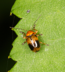 Cryptocephalus pusillus