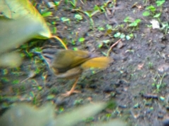 Myiothlypis rivularis