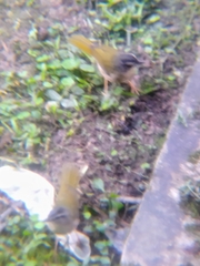 Myiothlypis rivularis