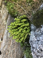 Huperzia appressa