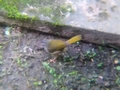 Myiothlypis rivularis