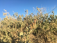 Atriplex vestita