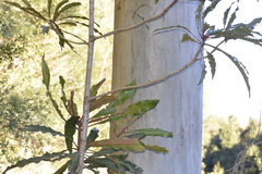 Anopterus macleayanus