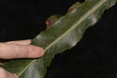 Anopterus macleayanus