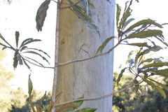 Anopterus macleayanus