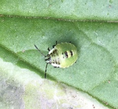 Palomena prasina