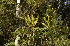 Anopterus macleayanus