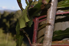 Anopterus macleayanus