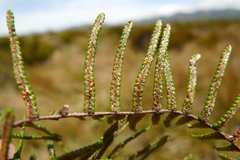 Gleichenia alpina