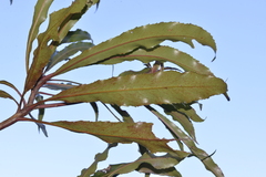 Anopterus macleayanus