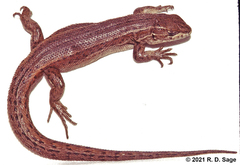 Liolaemus yalguaraz
