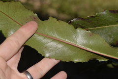 Anopterus macleayanus