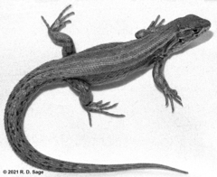 Liolaemus yalguaraz