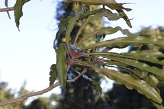 Anopterus macleayanus