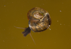 Planorbis carinatus