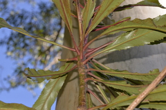 Anopterus macleayanus
