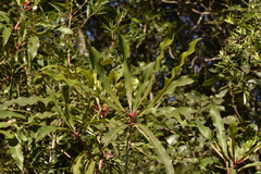 Anopterus macleayanus