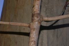 Anopterus macleayanus