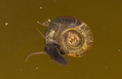 Planorbis carinatus