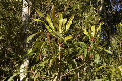 Anopterus macleayanus