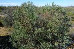 Xiphotheca canescens