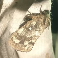 Dendrolimus superans