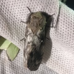 Dendrolimus superans