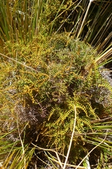 Gleichenia alpina