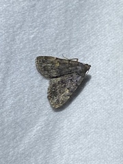 Idia diminuendis