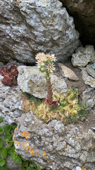 Sempervivum