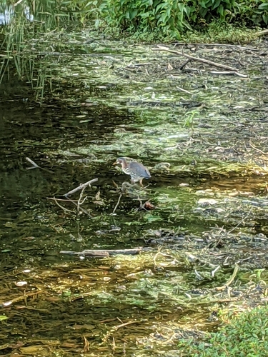 Green Heron photographed in North Carolina