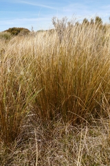 Chionochloa rubra