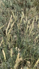 Agropyron desertorum