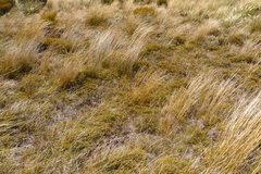 Gleichenia alpina