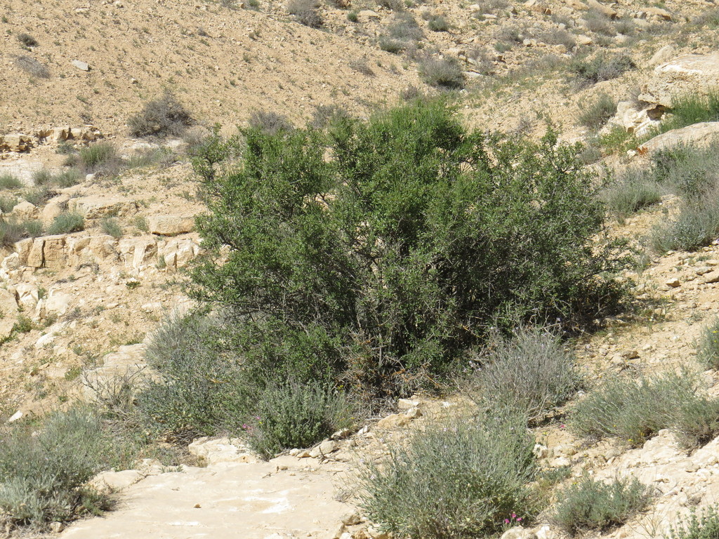 Rhamnus disperma