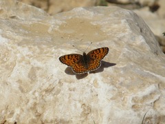 Melitaea ornata